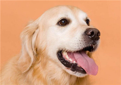 纯种拉布拉多幼崽特征,纯种拉布拉多犬有什么特征