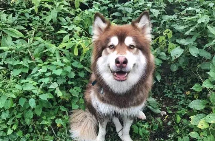 王思聪名媛女友,coco王思聪在一起过吗