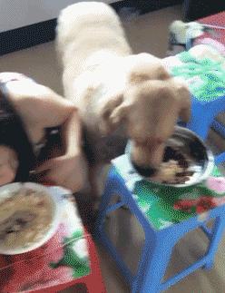 抱紧我你就不冷啦，暖心汪星人就是这么关心自己的主人！