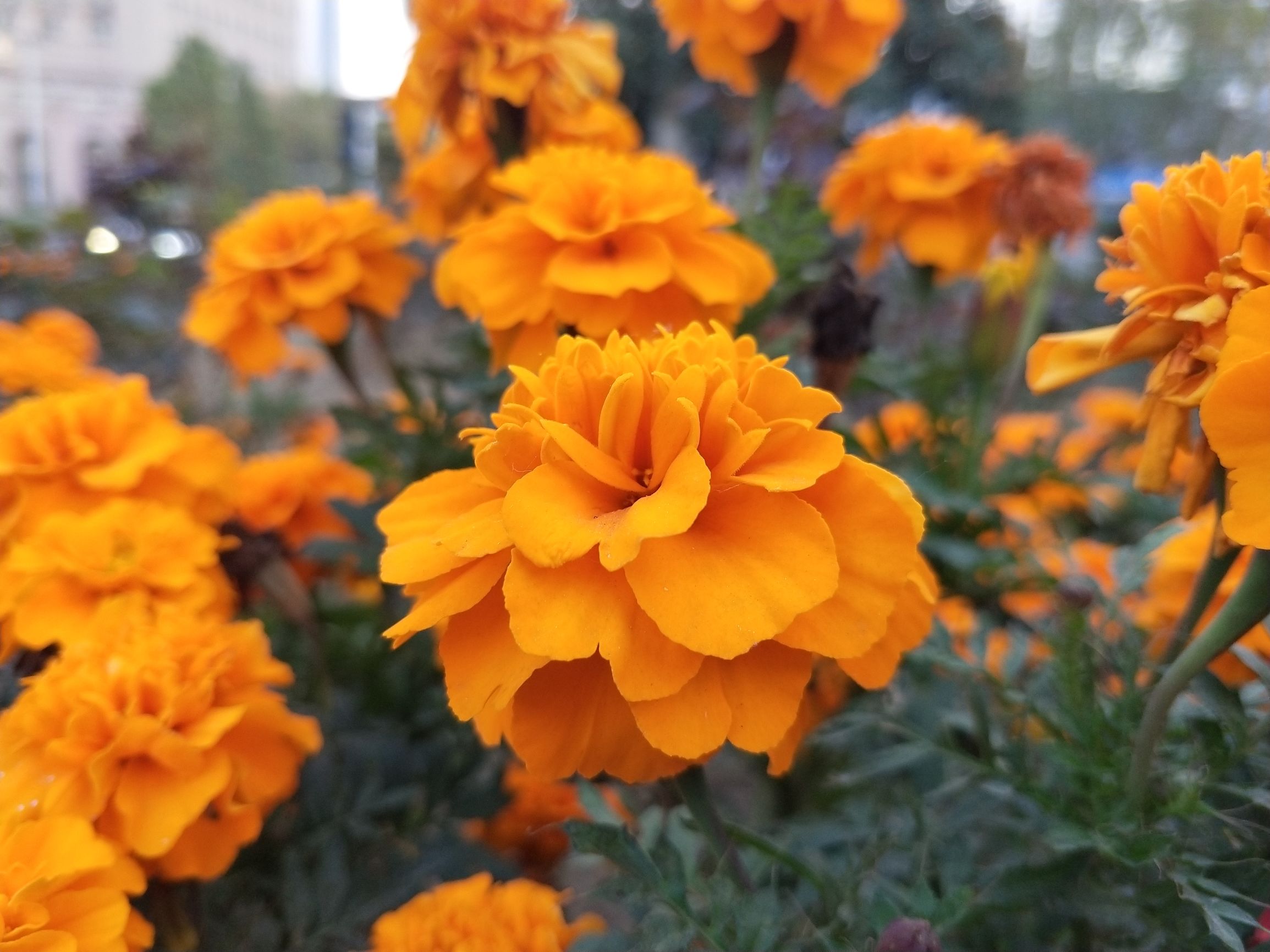 vivox20plus测评,vivox20plus手机测评