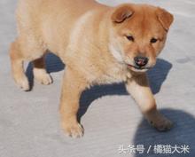 我们本国狗有哪些,中国的狗和外国的狗哪个更乖