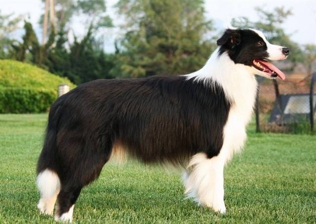 狗狗的品种以及品种的遗传病，*友狗**们要多加关注啊！