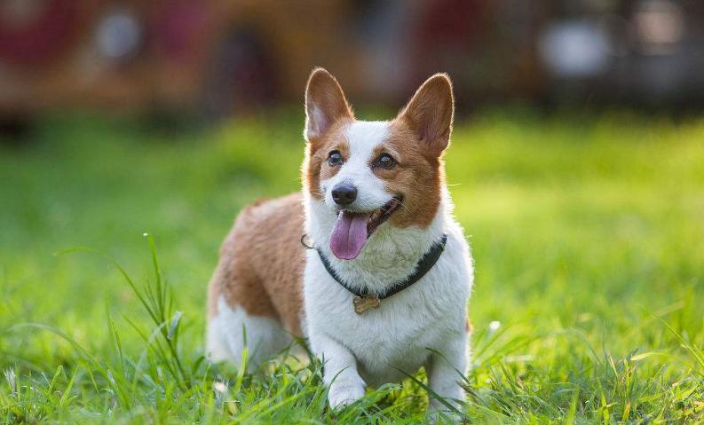 狗狗的品种以及品种的遗传病，*友狗**们要多加关注啊！