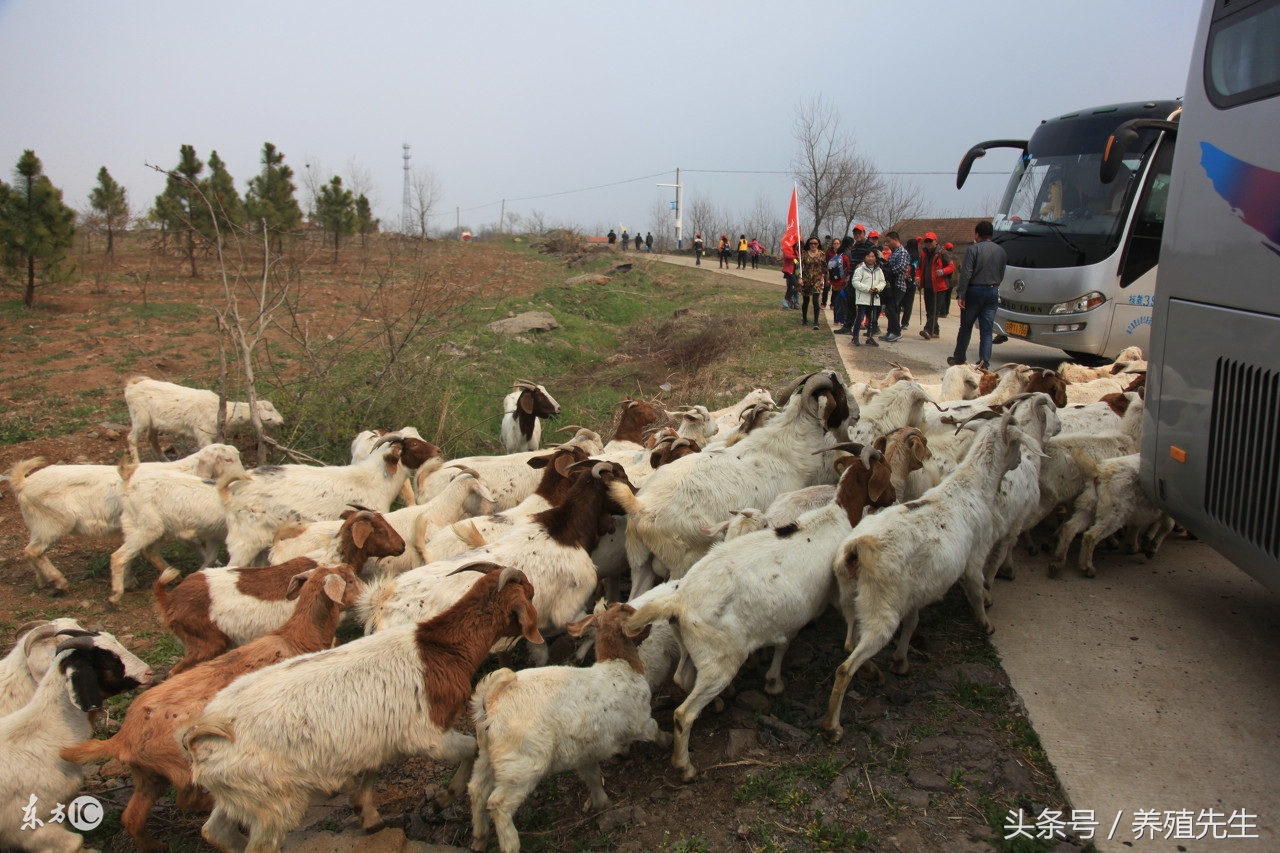 羊尿结石可以打阿托品吗,羊尿结石最快的排出方法