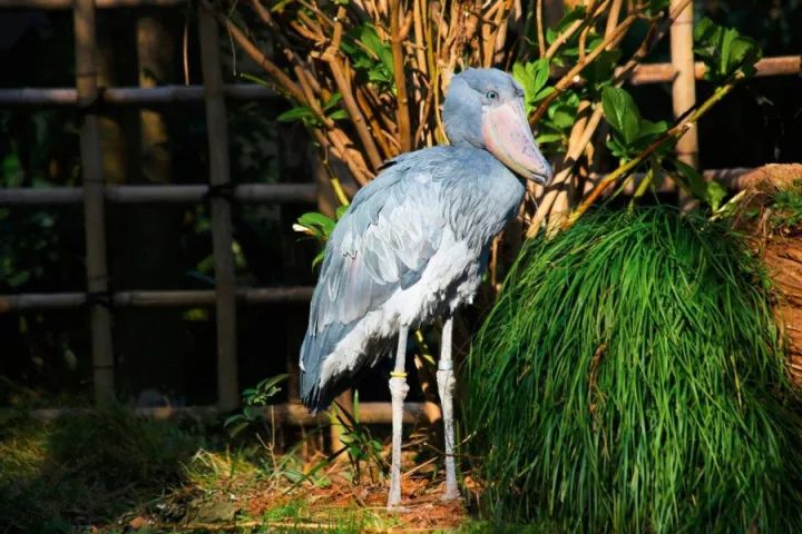 元旦｜做一个现代白领在「日本新年」来临前的谜之淡定