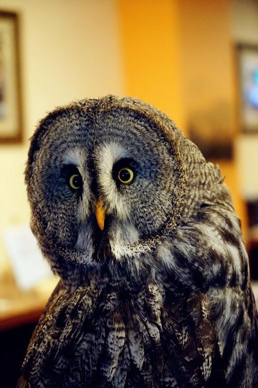 日本关西夏日赏——今夕传媒旅行家出品