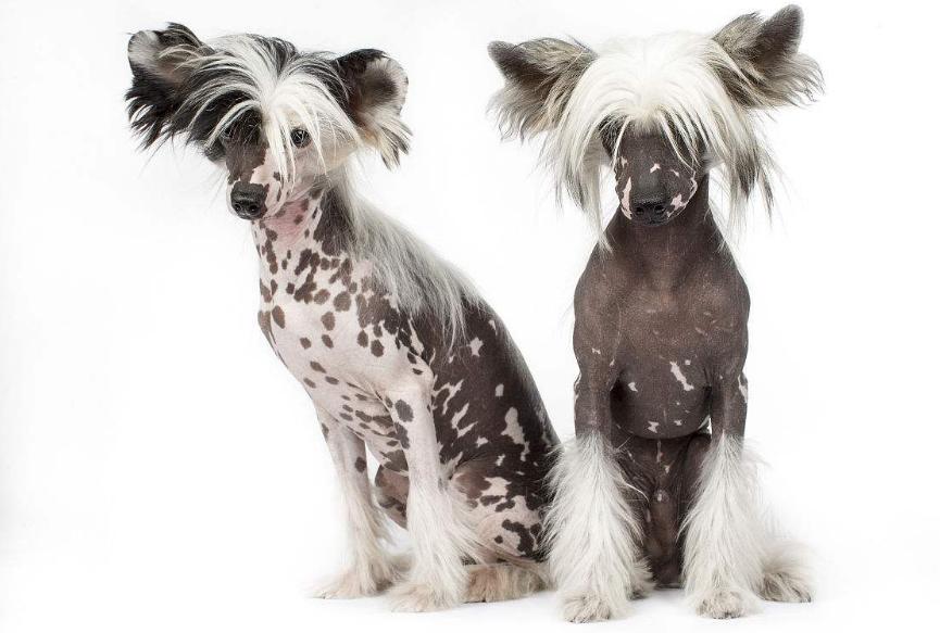 狗狗的品种以及品种的遗传病，*友狗**们要多加关注啊！