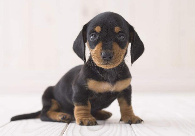 狗狗的品种以及品种的遗传病，*友狗**们要多加关注啊！