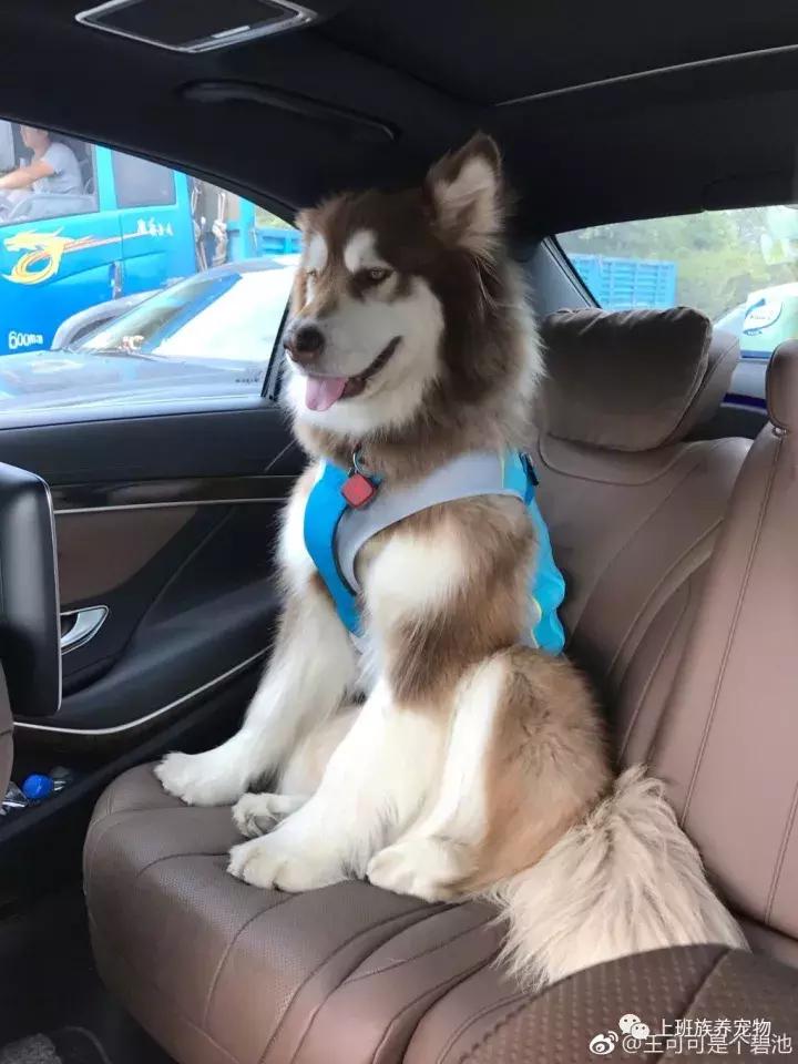 王思聪名媛女友,coco王思聪在一起过吗