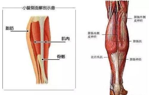 股骨头坏死有麻木的感觉,股骨头坏死会导致屁股麻木吗
