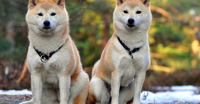 狗狗的品种以及品种的遗传病，*友狗**们要多加关注啊！