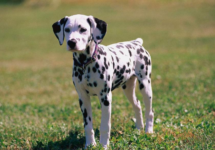 狗狗的品种以及品种的遗传病，*友狗**们要多加关注啊！