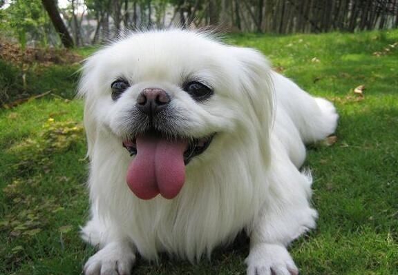 狗狗的品种以及品种的遗传病，*友狗**们要多加关注啊！