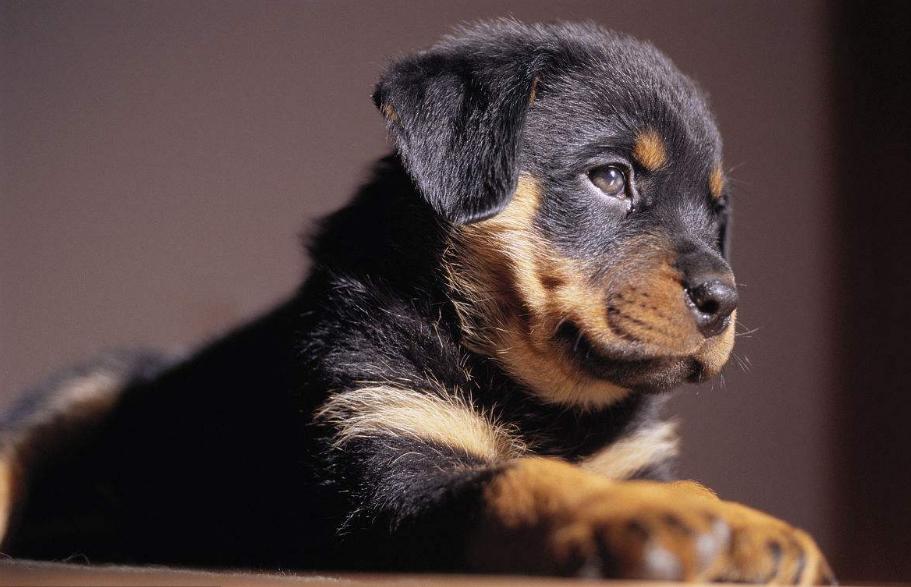 狗狗的品种以及品种的遗传病，*友狗**们要多加关注啊！