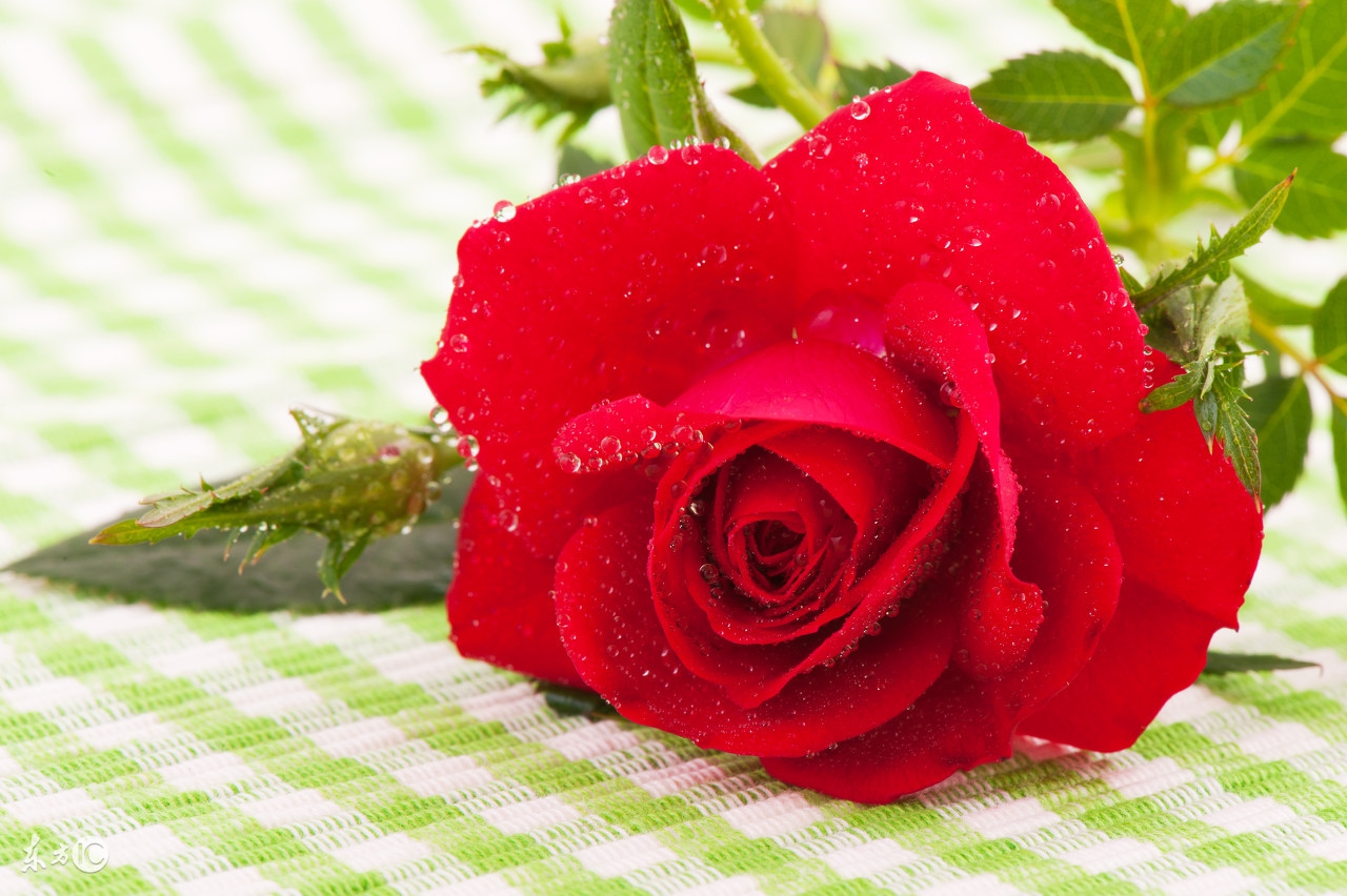 四十岁的女人要关注哪些,四十岁独身的女人