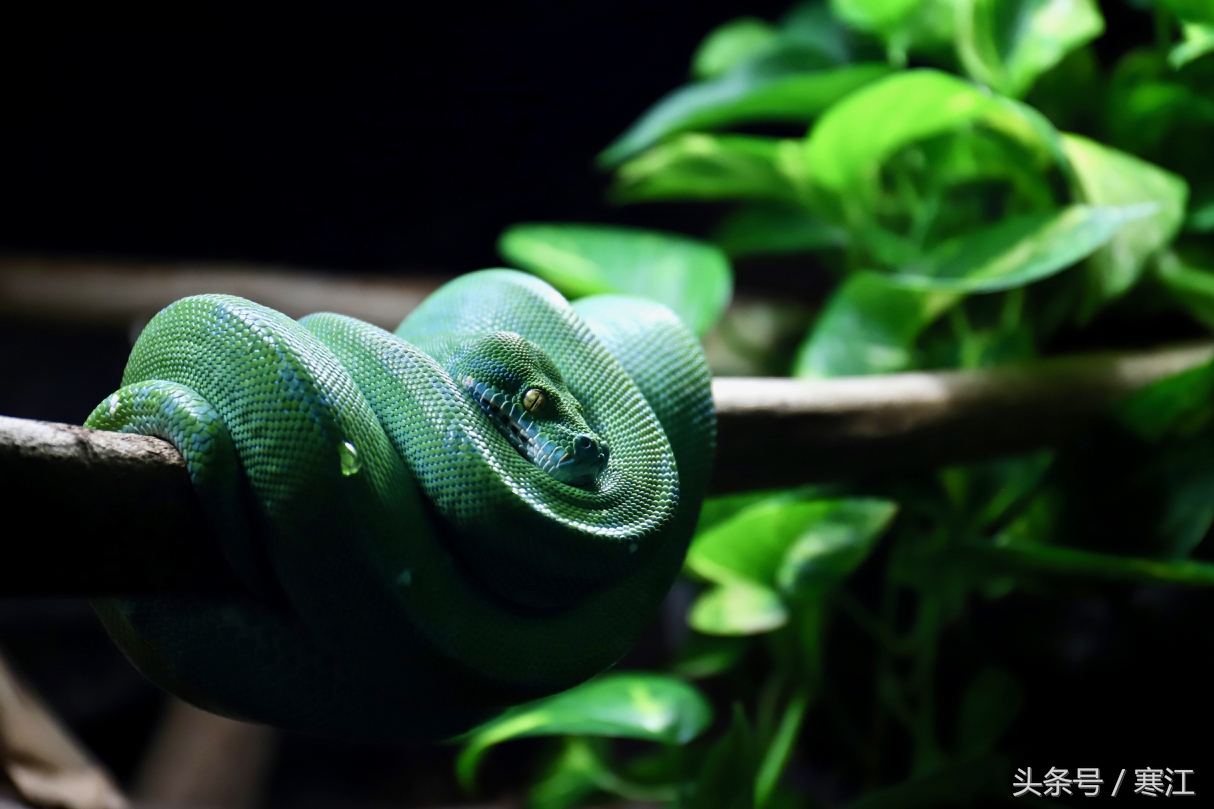 哈尔滨冰雪大世界冰灯有多漂亮,哈尔滨太阳岛室内冰灯艺术馆门票