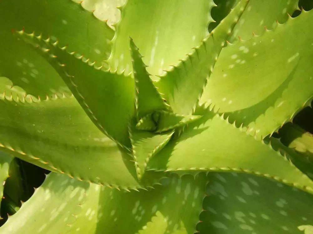 纸巾分辨真蜂蜜,四种方法教你辨别真假蜂蜜