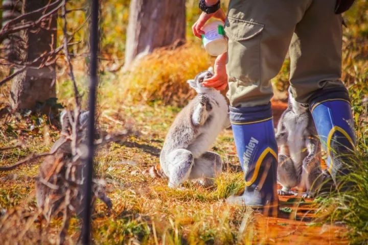 元旦｜做一个现代白领在「日本新年」来临前的谜之淡定