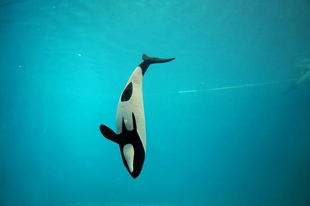 日本关西夏日赏——今夕传媒旅行家出品