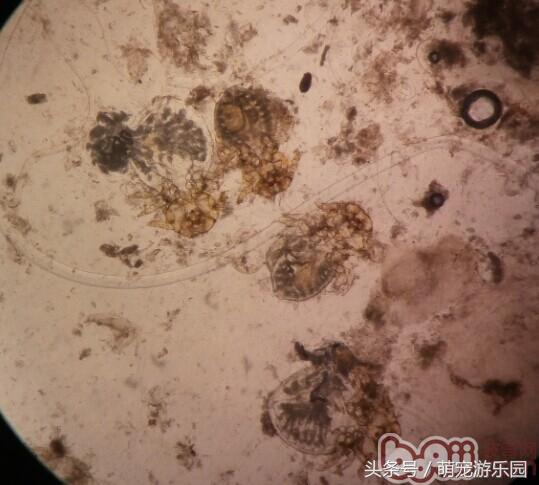 犬疥螨和真菌混合感染性皮肤病