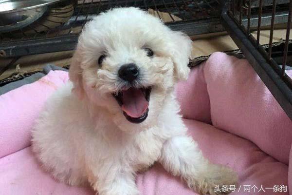 可爱的比熊犬领养,小可爱的小比熊