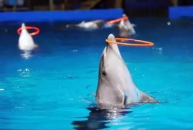 武汉地铁早高峰4号线,武汉地铁红色专列