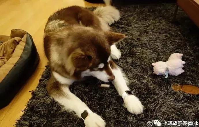 王思聪名媛女友,coco王思聪在一起过吗