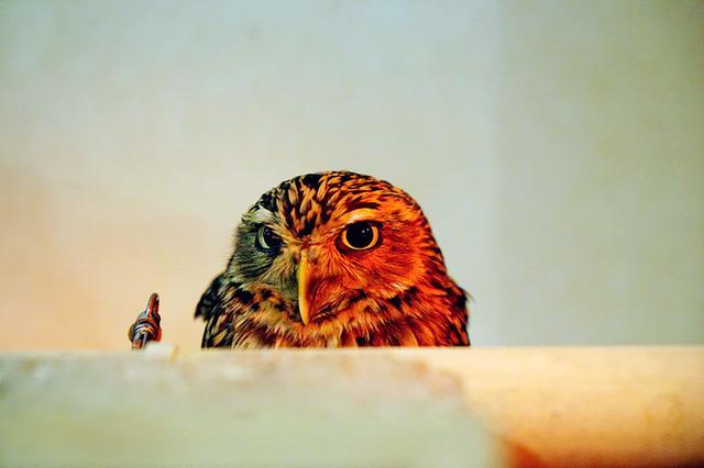 日本关西夏日赏——今夕传媒旅行家出品