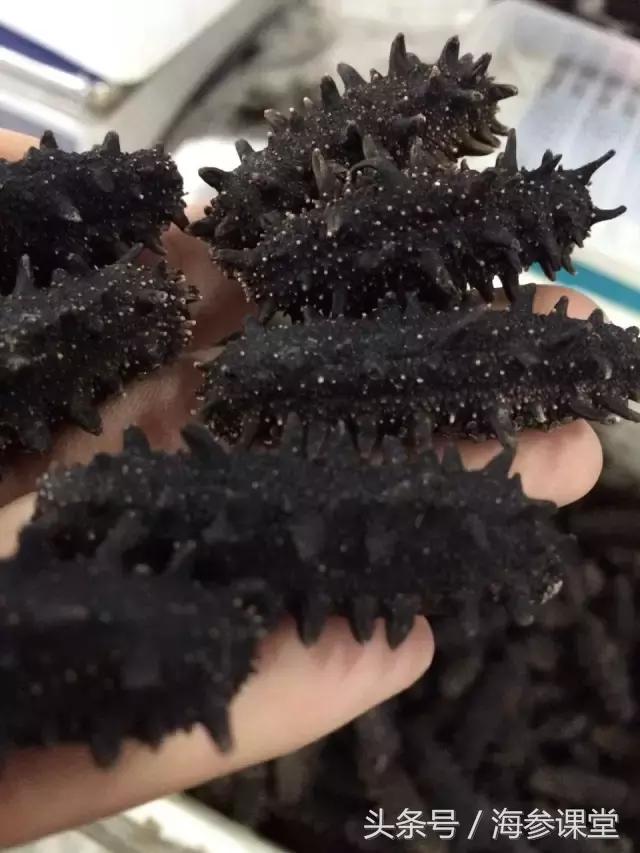 一般哪些人不能吃海参,有哪些情况不能吃海参