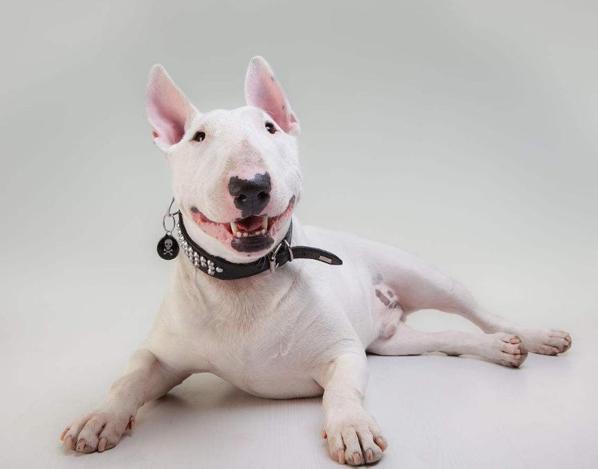 狗狗的品种以及品种的遗传病，*友狗**们要多加关注啊！