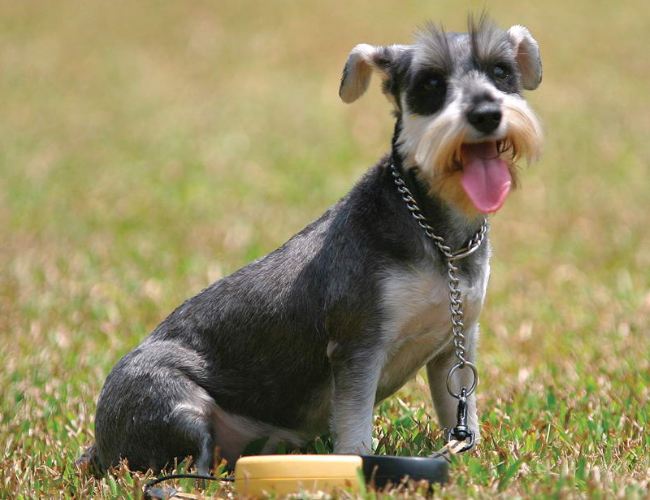 狗狗的品种以及品种的遗传病，*友狗**们要多加关注啊！