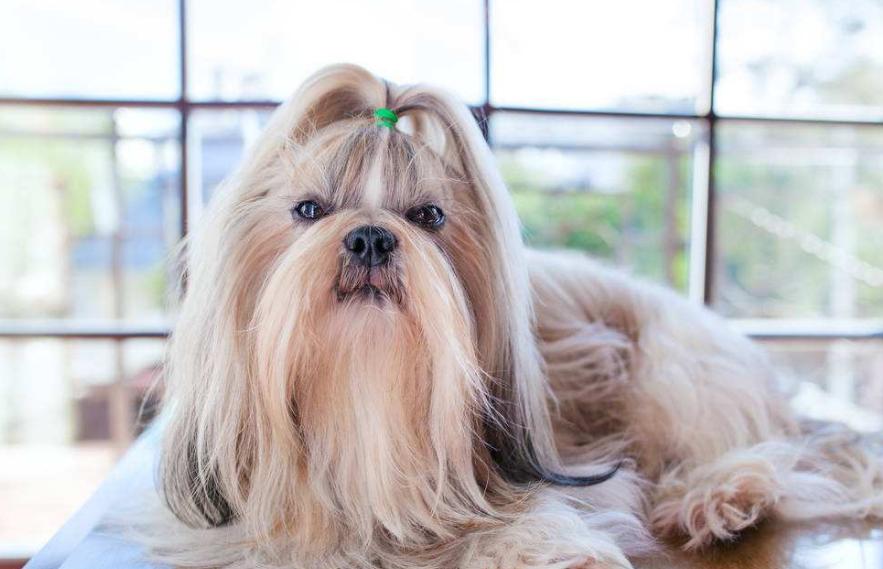 狗狗的品种以及品种的遗传病，*友狗**们要多加关注啊！