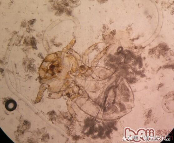 犬疥螨和真菌混合感染性皮肤病