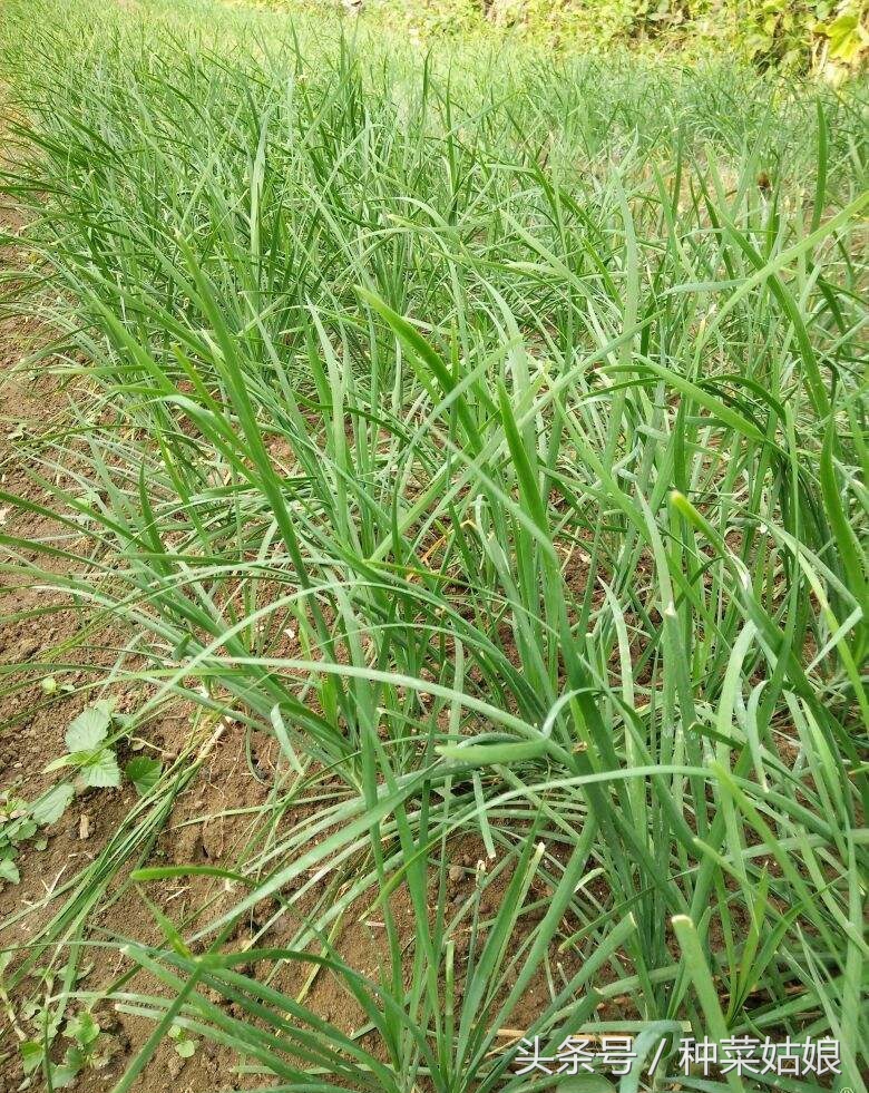 怎么让韭菜种的又青又好吃,韭菜干尖自制土法小妙招