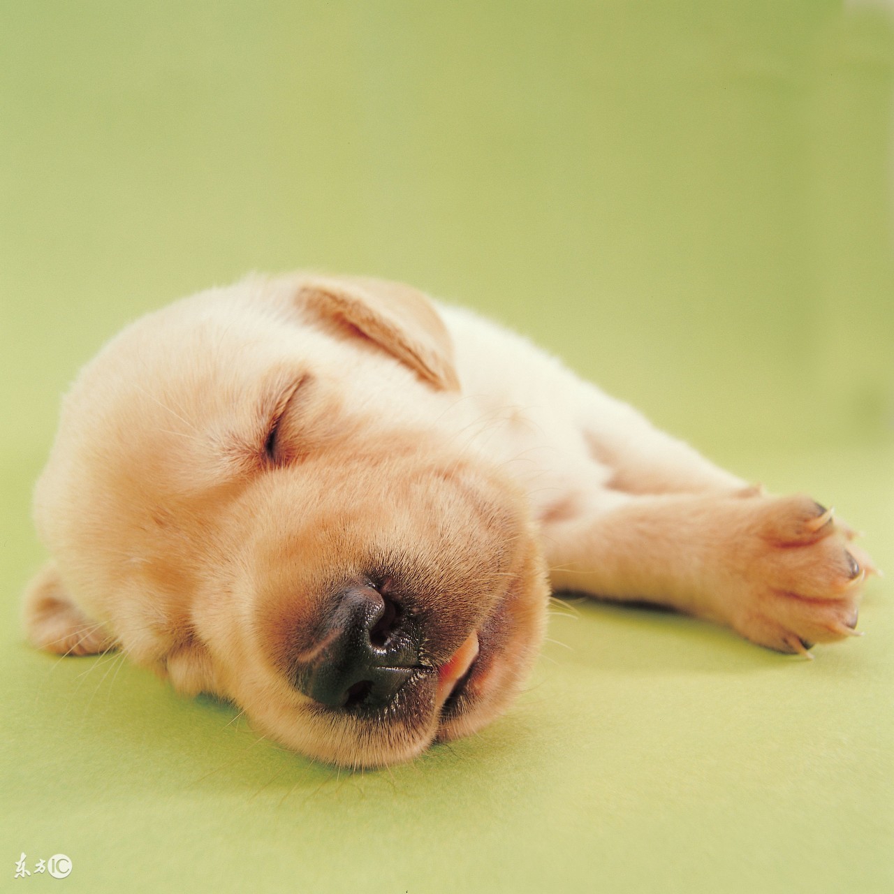 怀孕狗狗快生了的征兆,怀孕有宠物怎么办