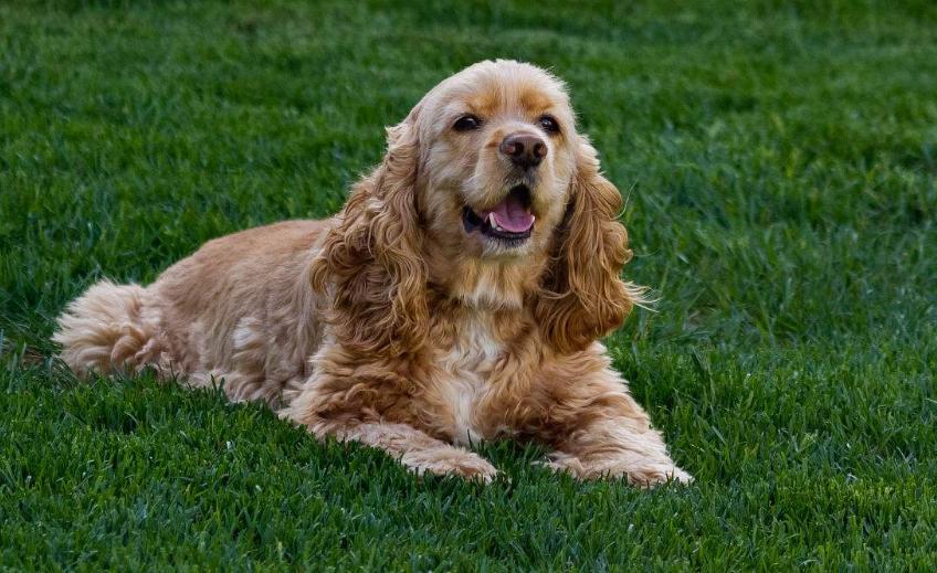 狗狗的品种以及品种的遗传病，*友狗**们要多加关注啊！