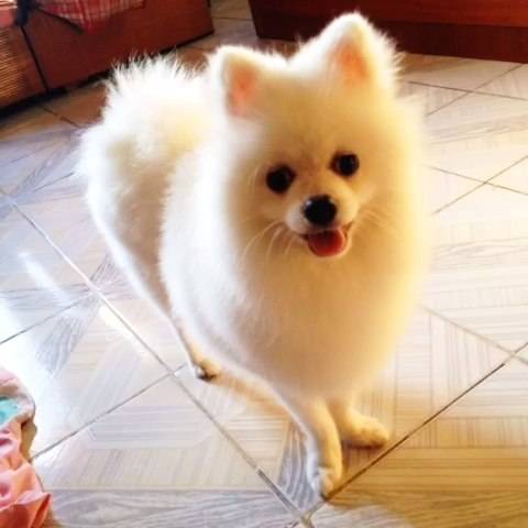 狗狗的品种以及品种的遗传病，*友狗**们要多加关注啊！