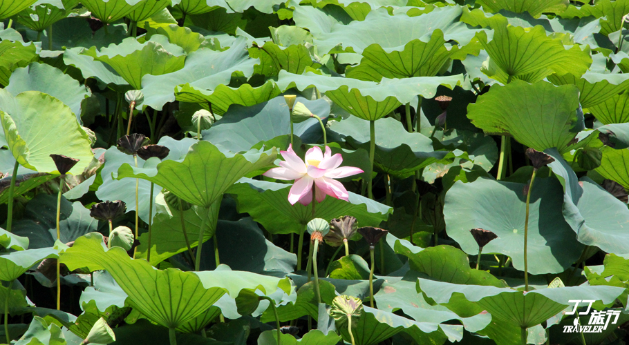 厦门南普陀第一炷香,厦门忆时光