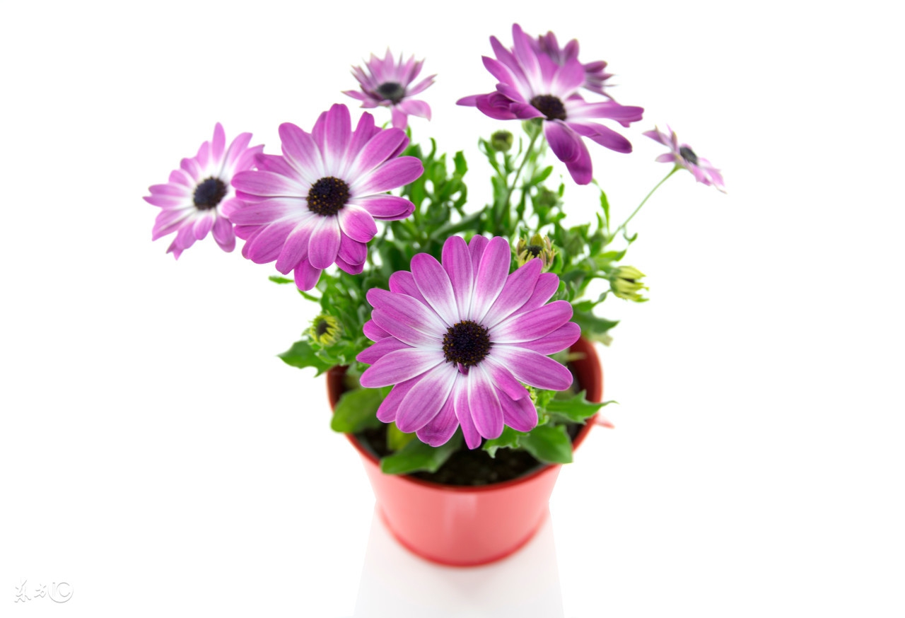 随便撒种子就能活的植物,随便撒在土里能活的花种子