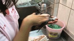 猫咪生产前12个小时的状况,猫咪生产小猫卡在产道怎么办