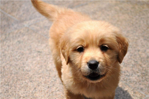 金毛好养还是阿拉斯加好养 (养金毛好还是养边牧好)