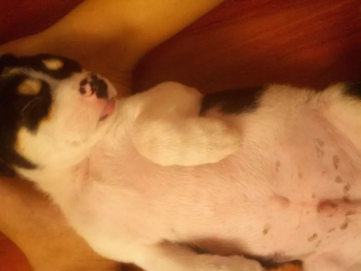 狗狗中毒后多久才能度过危险期,狗狗轻微食物中毒怎么办