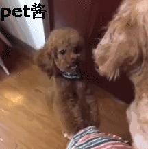 狗主人捡了一只母狗准备送保安室，家里的泰迪不让送：那是我媳妇