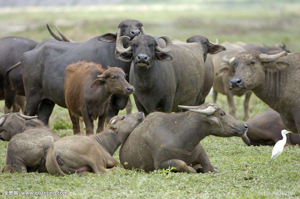 牛有焦虫病应该吃哪些药,牛常见病防治总结