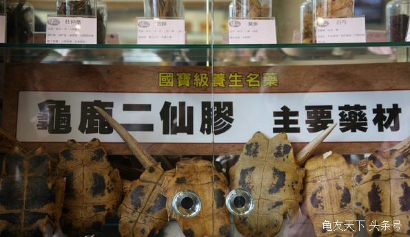 龟市是炒作还是商机好,龟市行情谁操控的