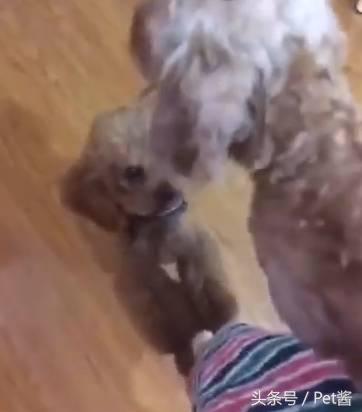 狗主人捡了一只母狗准备送保安室，家里的泰迪不让送：那是我媳妇