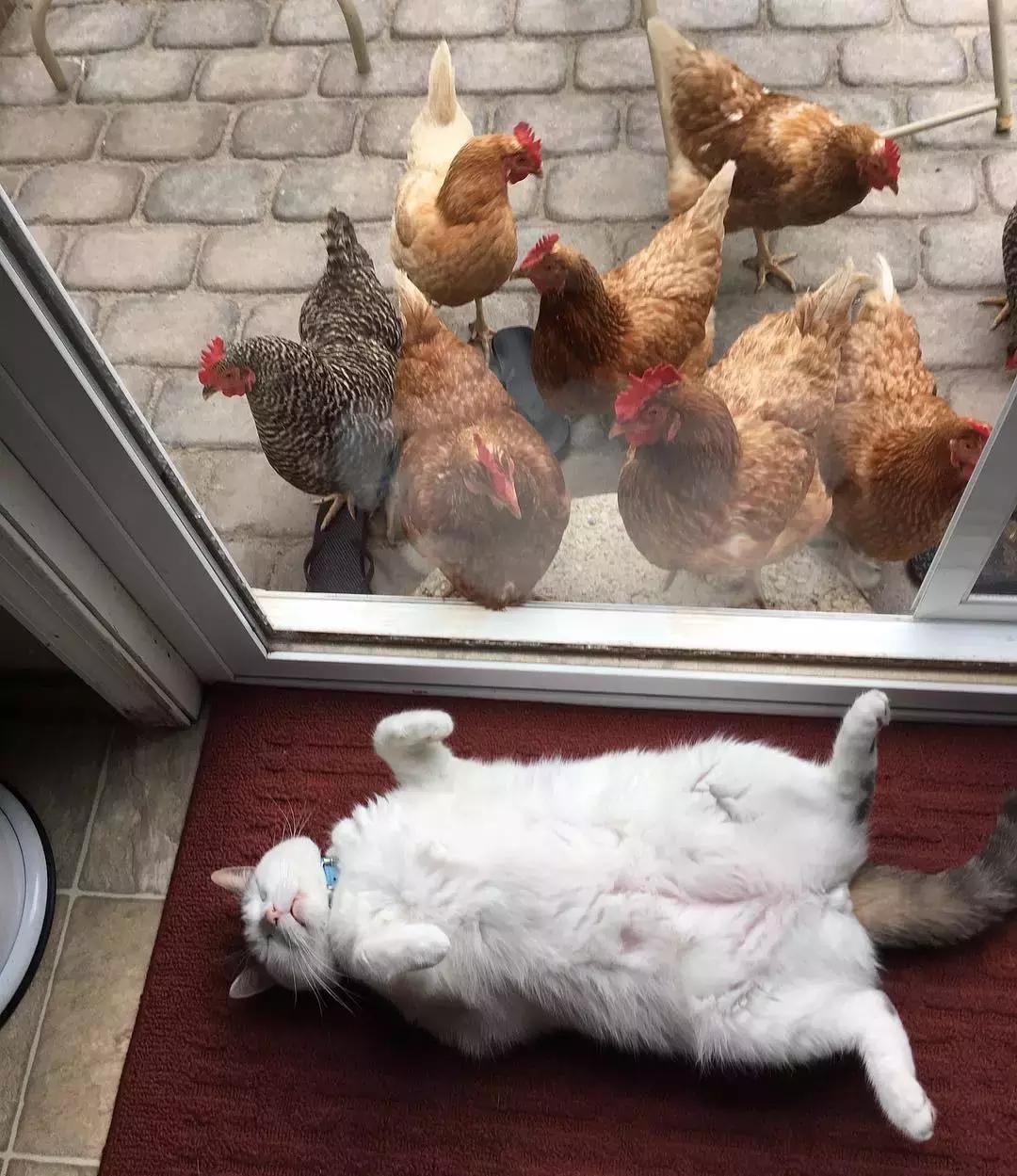 国外一只猫经常露出奇怪表情,国外一只猫每天自己外出