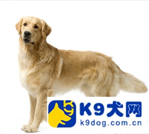 k-9爱犬训练,k9训犬的手法