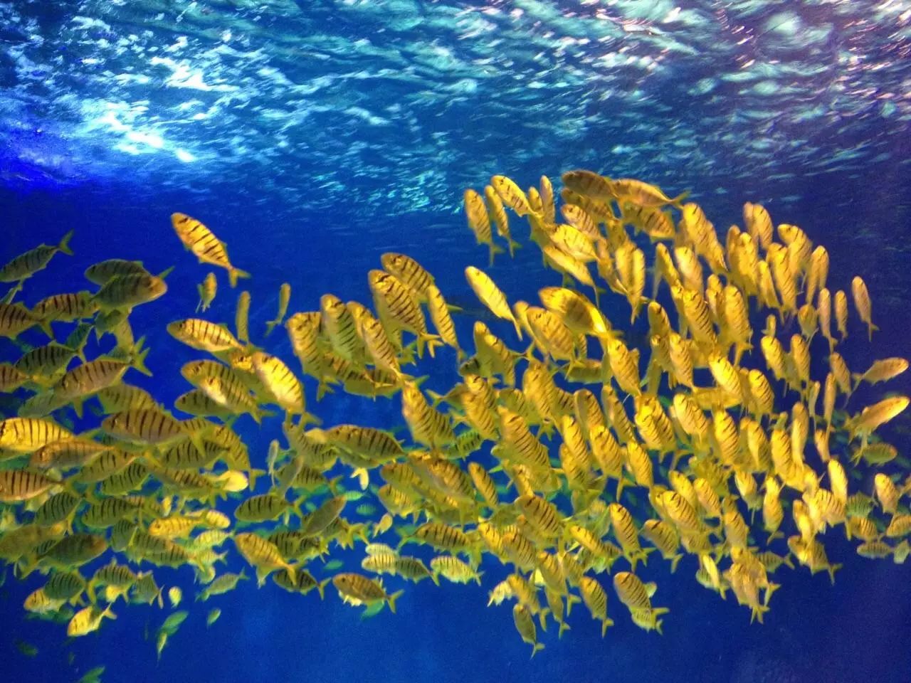 上海各个景点路线图,上海地铁沿线景点大全游上海必备