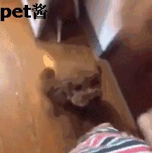 狗主人捡了一只母狗准备送保安室，家里的泰迪不让送：那是我媳妇